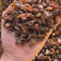 کشمش آفتابی امساله به قیمت پارسال