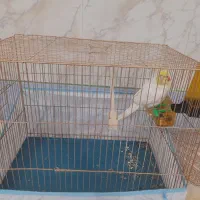 عروس هلندی نر دستی