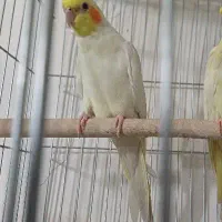 عروس هلندی نر بالغ