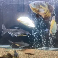 ماهی آکواریوم.گوشتخوار.گیاه خوار.کت فیش|ماهی|تربت‌حیدریه, قائم|دیوار