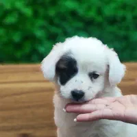 اشپیتز خالص با وسایل