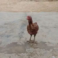 با سلام مرغ لاری شش دانگ|حیوانات مزرعه|سرپل ذهاب, |دیوار