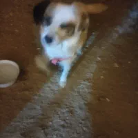 سگ  پاپی پامراشپیتز حرف گوش کن|سگ|مبارکه, |دیوار