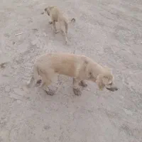 سک‌۴ماه‌یک‌جفت‌در‌عکس‌....۷ملیون