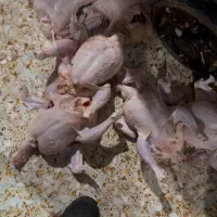 استخدام بی خس کار‌حرفه ای با حقوق بالا در کشتارگاه