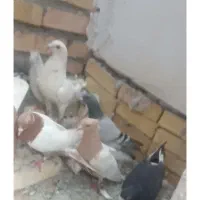 پرشی|پرنده|تربت جام, شهرک معلم|دیوار