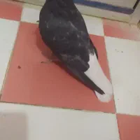 یک جفت کبوتر سیاه دمسفید اشعل|پرنده|دهدشت, |دیوار