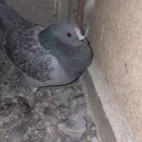 هشت جفت کبوتر پلاکی تخم گذارسالم