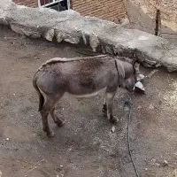 الاغ نر جوان