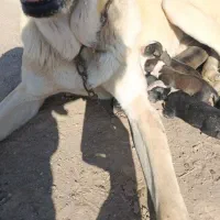 توله خراسانی|سگ|سبزوار, توحیدشهر|دیوار