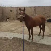 اسب ترکمن...