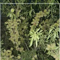 فروش نهال بادام فرانیس پوست کاغذی|خدمات باغبانی و درختکاری|میاندوآب, |دیوار