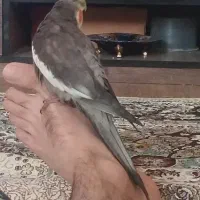 گمشده 6/13|حیوانات|شیراز, فخرآباد (دروازه کازرون)|دیوار