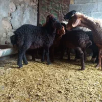 ۶راس گوسفند و ۷ بره معاوضه|حیوانات مزرعه|هندمینی, |دیوار