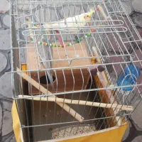 عروس هلندی نروماده مولد|پرنده|الوند, |دیوار