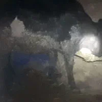 گاو آبستن آنگوس