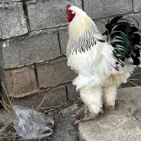 تخم نطفه دار برهما