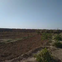 فروش باغ شادمهر|فروش خانه و ویلا|تربتحیدریه, پائین ولایت|دیوار