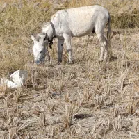 خره ۴ساله جوان آروم ماله گوسفند|حیوانات مزرعه|میانه, |دیوار