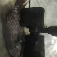 آکواریوم ماهی|ماهی|قشم, |دیوار