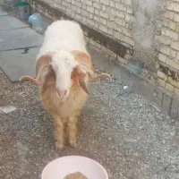 خروف غنم(میش گوسفند