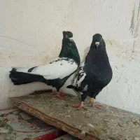 یجفت سینه سیاه نره ماده فروشی