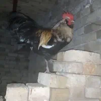 یک عدد خروس مرندی