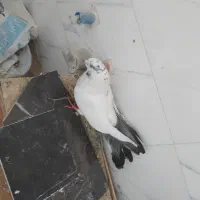 کفتر اصفهانی معاوضه با گندم