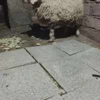 بره نره بزرگ چاق معامله با میش بره