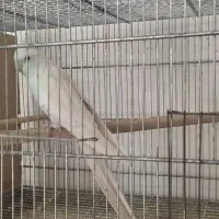 طوطی.عروس هلندی .مرغ عشق .مولدب شرط