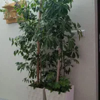 گل شفلرا و بنجامین سرحال و شاداب