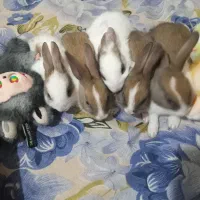 بچه خرگوش دریا وساحل