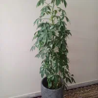 فروش گلهای اپارتمانی|گل و گیاه طبیعی|فارسان, |دیوار