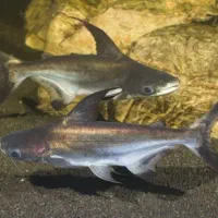 پنکوسی شکاری|ماهی|مهاباد (آذربایجان غربی), |دیوار