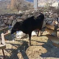 گاو|حیوانات مزرعه|خرم‌آباد, |دیوار
