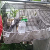 عروس هلندی نر سخنگو به فروش میرسد|پرنده|سنقر, |دیوار