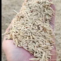 جوگندم،کاه.پخل جوگندم،یونجه،خار