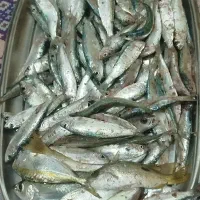 ماهی جارو همین الان ..۱۰کیلو حشینه بزرگ