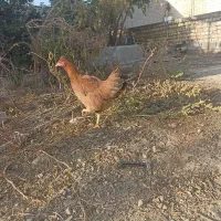 بز خارجی کهره دار و بز آبستن سرگلون|حیوانات مزرعه|شیراز, فرودگاه شهید دستغیب شیراز|دیوار