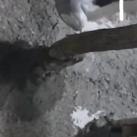 .‌..|پرنده|مبارکه, |دیوار