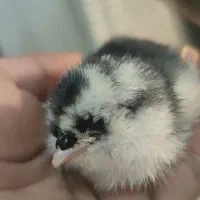 جوجه مرغ گلین چهل تاج ریشو فول