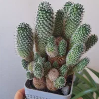 کاکتوس ربوتیا کمیاب