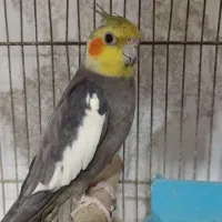 عروس هلندی سخنگو