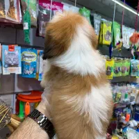 شیتزو سوپر فلت|سگ|رشت, لاکانی|دیوار