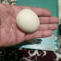 سنگ|جواهرات|گرگان, |دیوار
