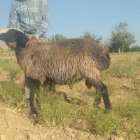 قوچ شال درشت