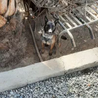 مالینویز ماده