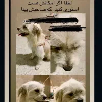 پیدا شده