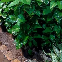 پتوس چماقی ۸۰ و ۱متر|گل و گیاه طبیعی|قم, خداکرم|دیوار