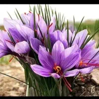 زعفران. آب و زمین خوب مناسب کشت زعفران در مشارکت